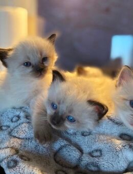 Zuckersüße Heilige Birma Kitten - Riedering