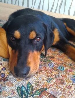 ❤️🐾 verspielte Klara 🐾❤️NOTFALL - Eislingen (Fils)