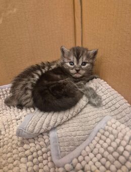Britischkurzhaar/Bengalmix Kitten zu verkaufen - Höchst (Odenwald)
