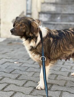 Lenya sucht ein -Für Immer Zuhause- - Laufen