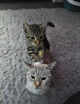 Mix kitten - Aschersleben