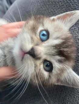 Bkh Kitten 2 Kitten haben 2verschieden Augen Farben - München