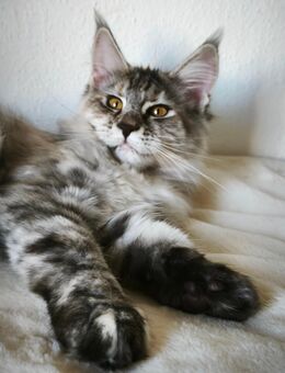 Maine Coon Kätzchen Reinrassige - München