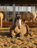 Pferderaufe & Heuraufe für Pferde, Futterraufen und Fressgitter mit Offenstall in 78600