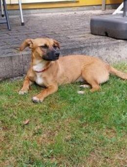 Nelly - liebes Welpenmädchen - Höchst (Odenwald)
