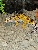 Leopardgeck männchen mit Terrarium in 41065