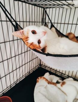 Fluffy aus dem Tierschutz - Grevenbroich