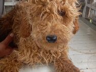 Hibiszkusz, verspielter Maltipoo - Remagen