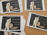 Mobile Katzenbetreuung Heike - Forchheim und Umgebungng - Forchheim (Bayern)