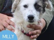 Kleine Milly sucht erfahrene Menschen - Tarmstedt