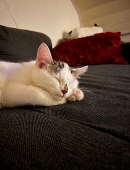 Süßer kitten Junge - Völklingen