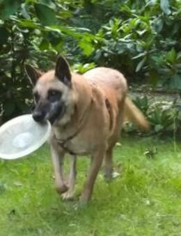 Herz in Not = RUBY in 91616 Neusitz🆘🆘 - München