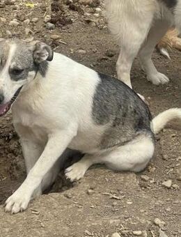 Süße MIA sucht ihr Zuhause - Neuberg