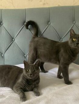 Fairy & Caillou suchen ein neues Zuhause - Kleinostheim