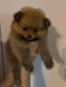 reinrassige Zwergspitz Pomerian weibchen welpe - Detmold Klüt