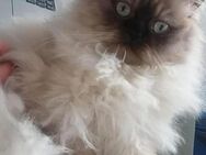 Reinrassig Perser katze - Leipzig