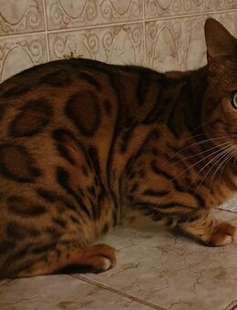 Bengal Deckkater mit Erfahrung - Bassum Zentrum