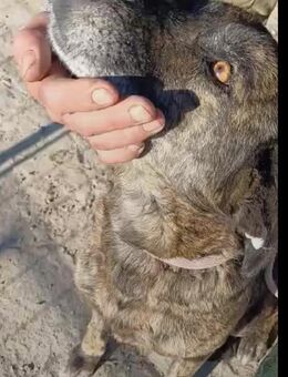 Georgina aus der Hölle von Targu Jiu - Dreikirchen