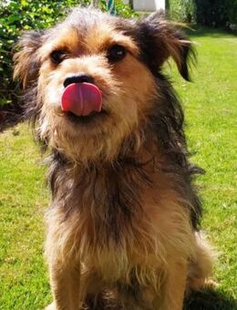 JACK - verspielt mit viel Energie..... - Kempen