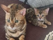 Bengal Kitten Mädchen - Frankfurt (Main) Nied