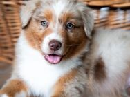 Australien Australian Shepherd Welpen - Wermelskirchen Zentrum
