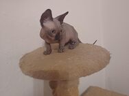 Reinrassiger Cannadische Sphynx Kitte mit Stammbaum - Dortmund