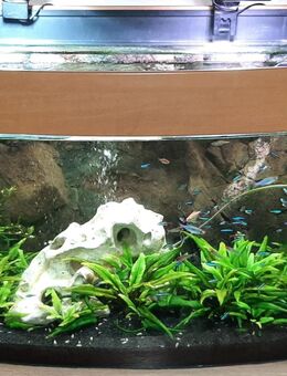 240 Liter Panorama Aquarium mit Besatz und Eheim Pumpe - Neunkirchen (Saarland)