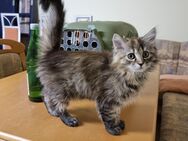 Main coon- Perser kitten suchen neues Zuhause. - Ahaus