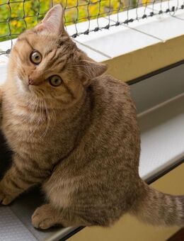 BKH-Kater Golden Tabby (4mon.) abzugeben! - Dortmund