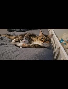 Katze/Kitten - Bonn