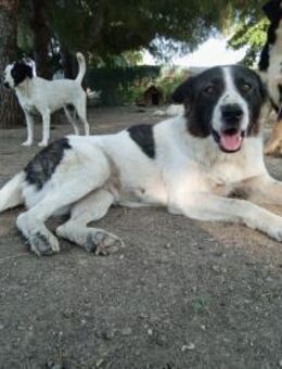 NALA - sanfte Seele hofft auf Happy End - Aerzen