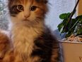 Maine Coon Kitten in 49076