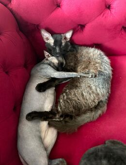 Babykatzen Sphinx - Senden (Bayern)