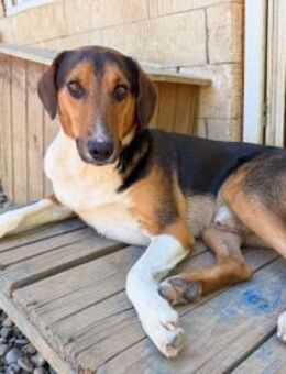 Zlaja möchte eure Herzen erobern - Schwabach