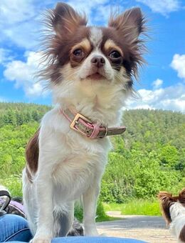 Chihuahua Dreamteam sucht 5 Sterne Traumschloss - Herschbroich