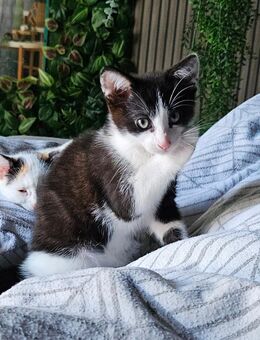 Kitten Katzenbaby - Herzogenrath