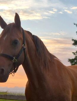 Verkaufe wundervolle Reitpony Stute mit Papieren - Döbeln