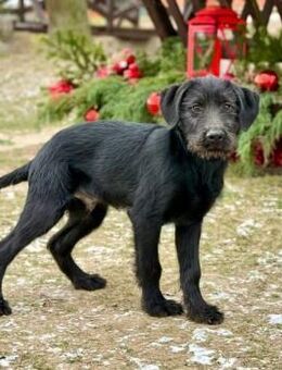 Omary, Riesenschnauzer-Mix (geb.09/2025) - Pegnitz