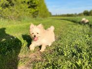 Pom Yorkie Mix - Köln