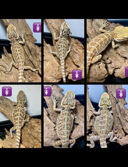 Red Orange Blue Bartagamen Babys (pogona vitticeps) - Hamburg Wandsbek