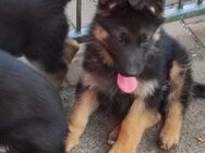 Schäferhund - Beelitz