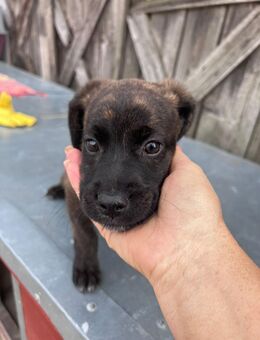 Boxer Mix Hündin sucht Zuhause - Leipzig