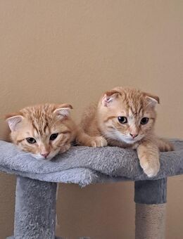 Zwei rote Kater - Dasing