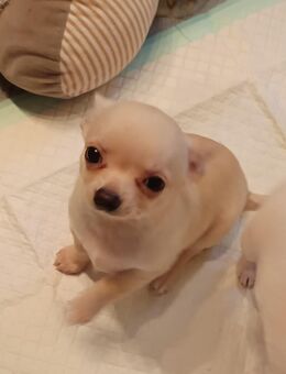 Bildschöne Chihuahua kurzhaar Rüden Welpen creme, weiß - Rheinfelden (Baden)