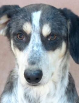 Aiden -schüchtern und freundlich- - Oldenburg