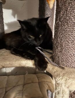 Reinrassigen Maine Coon - Babys, sind heute geboren worden, die Cat- Altern XXXL große Katzen besitzen Stammbaum - Gütersloh Zentrum