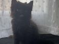Baby Katzen sofort abzugeben in 47229