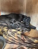 Deutsche Doggen Welpen in 99974