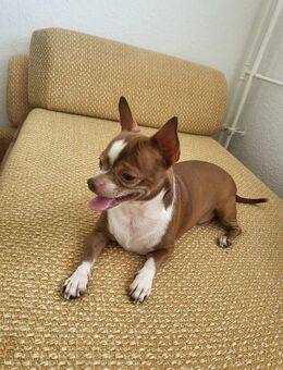 Chihuahua - Schönheide