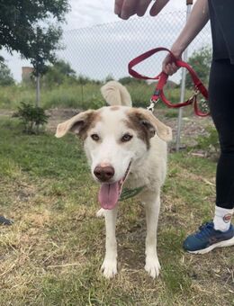 Schöner Aron - Essen